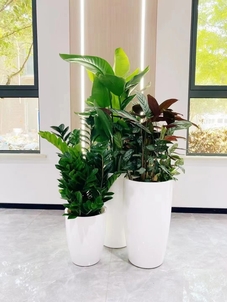 深挖宁波江北盆景租赁设计的精彩之处